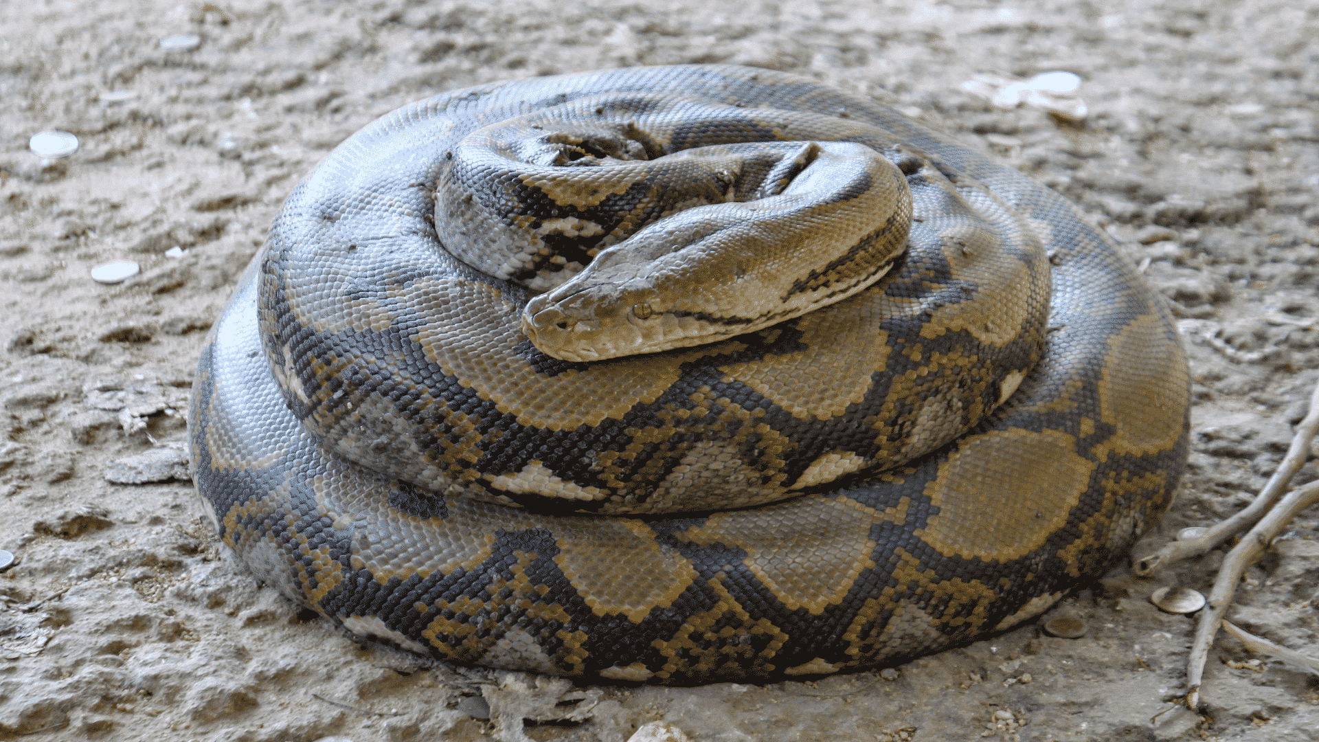 Sonhar com cobra enrolada