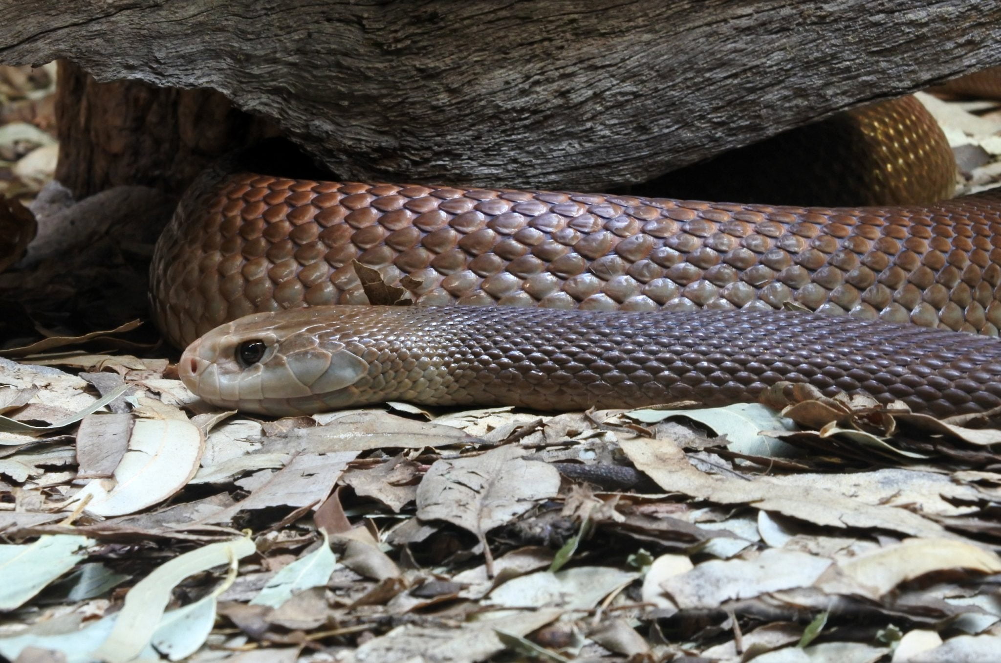 Sonhar com cobra marrom