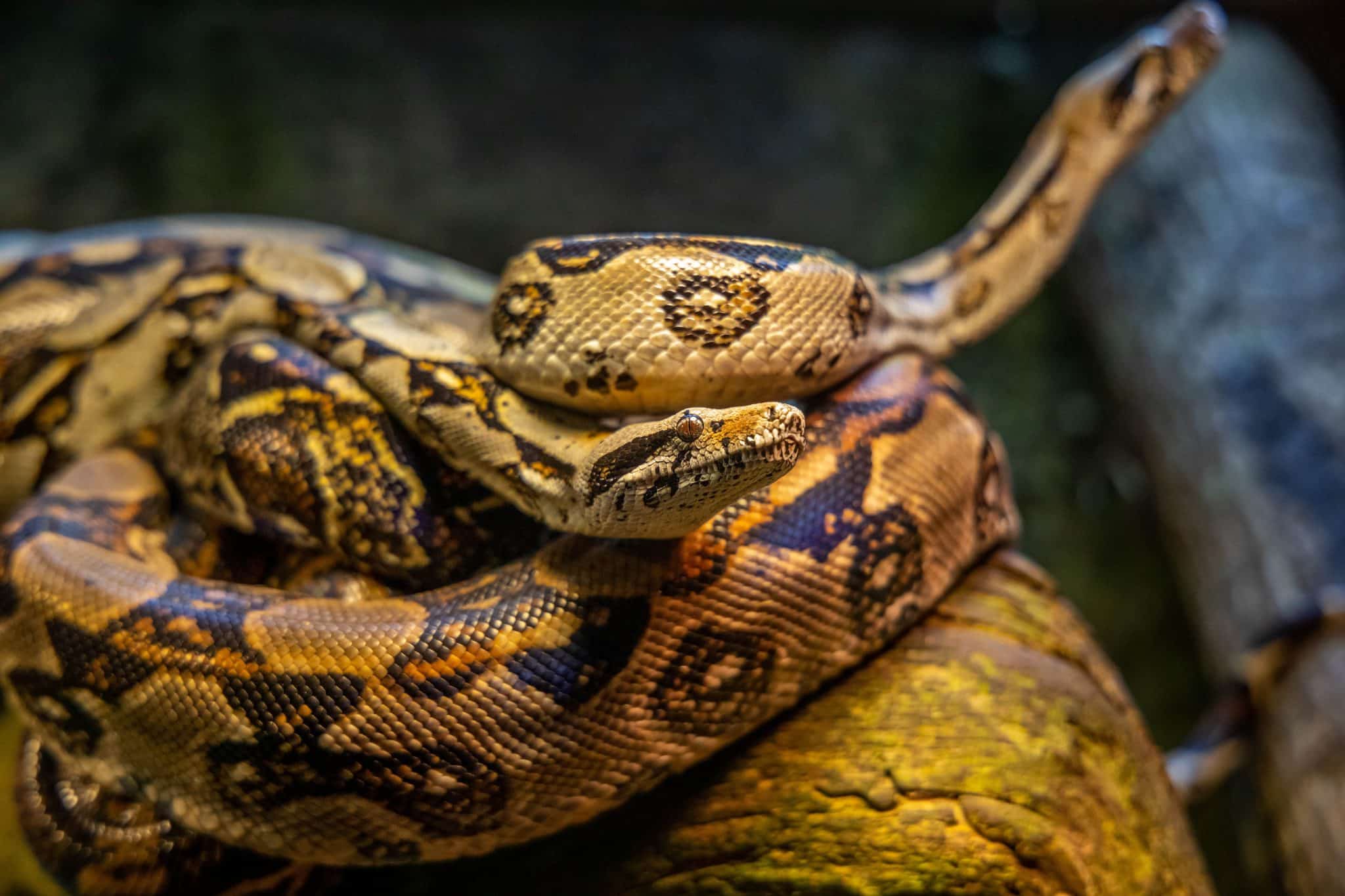 Sonhar com cobra preta e amarela 3 Sonhar com cobra preta e amarela