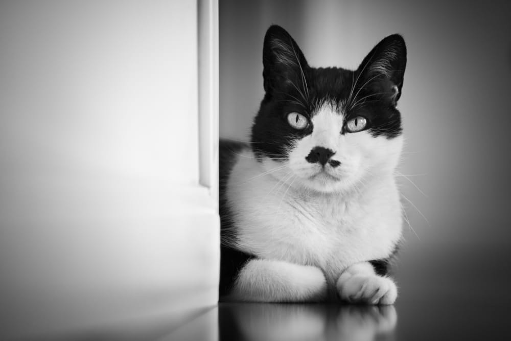 Sonhar com gato preto e branco