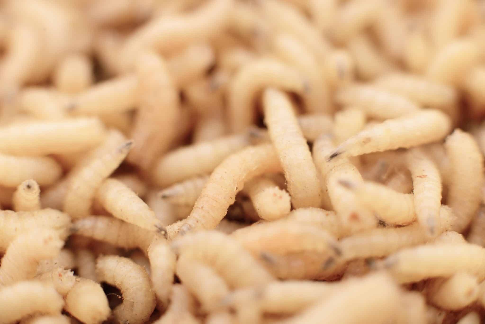 Sonhar com larvas 3 Sonhar com larvas