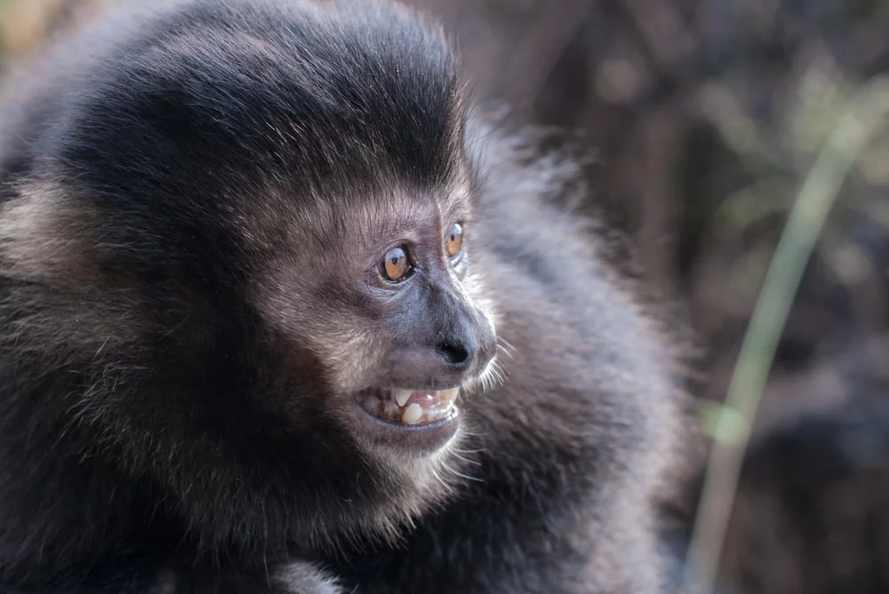 Sonhar com macaco preto 3 Sonhar com macaco preto
