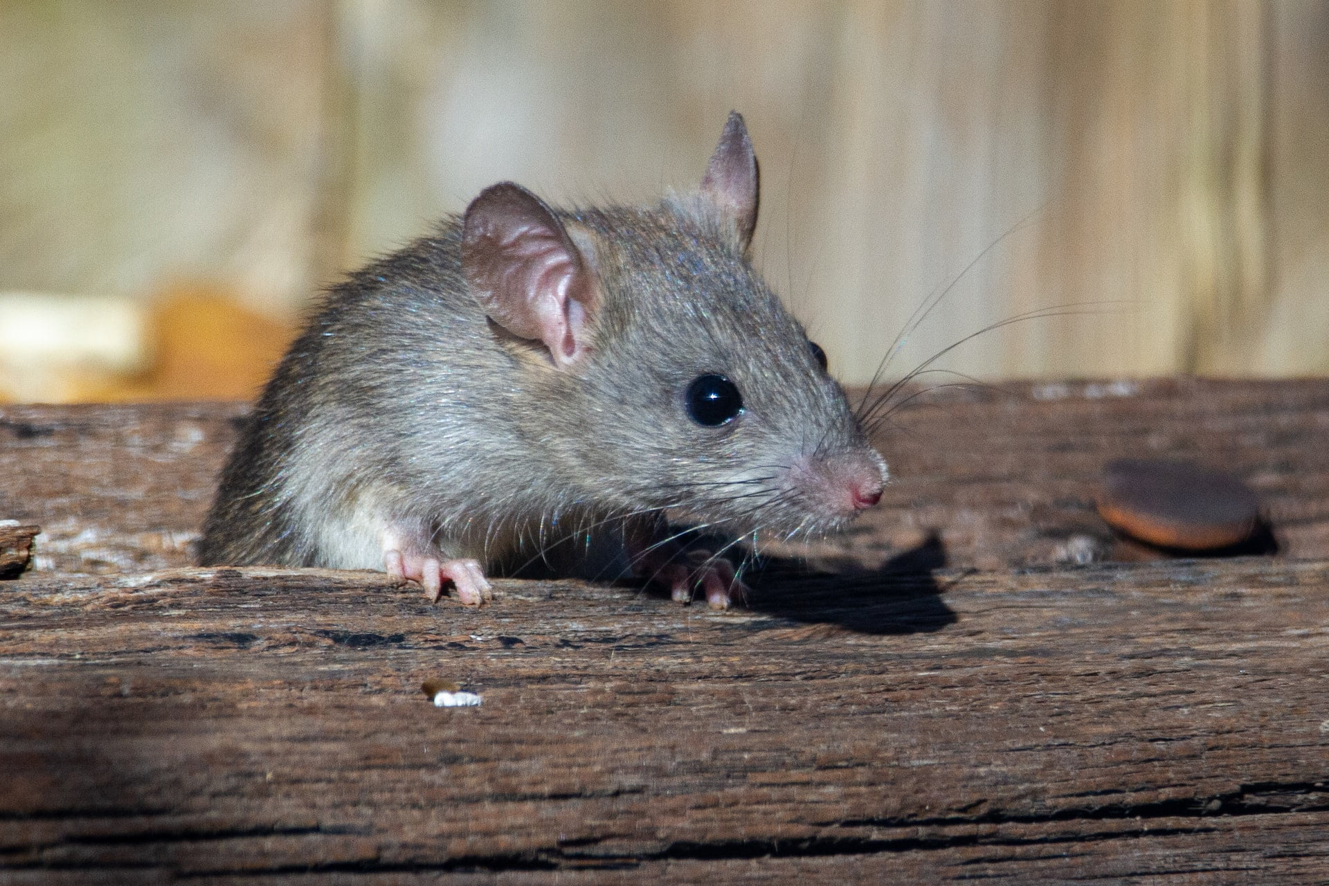 Sonhar com ratos pequenos